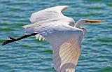 Egret In Flight_26404